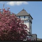 Boppard im Frühling