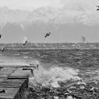 "Bora a Trieste" di Antonio Marano