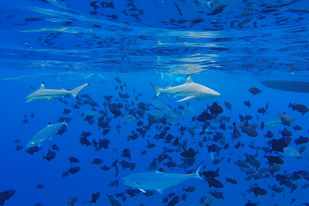 bora bora 8 Foto & Bild | world, blau, natur Bilder auf fotocommunity