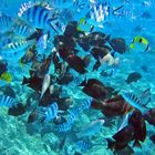 Bora Bora - Aquarium ohne Glas