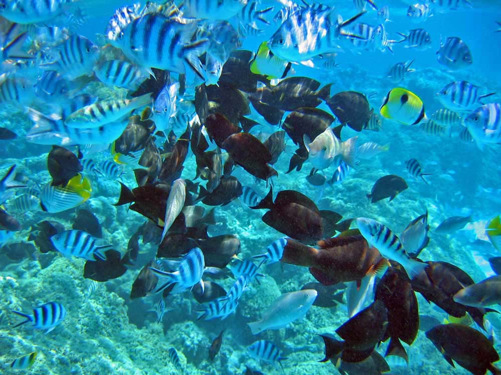 Bora Bora - Aquarium ohne Glas