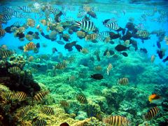 Bora Bora - Aquarium ohne Glas