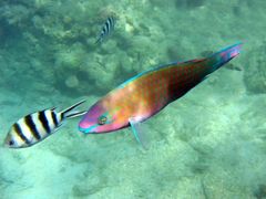 Bora Bora - Fische