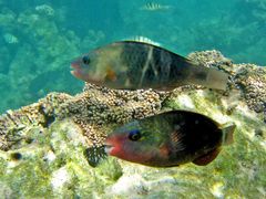 Bora Bora - Fische