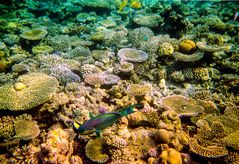 Bora Bora Unterwasserwelt
