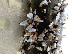 Boracay, Shells