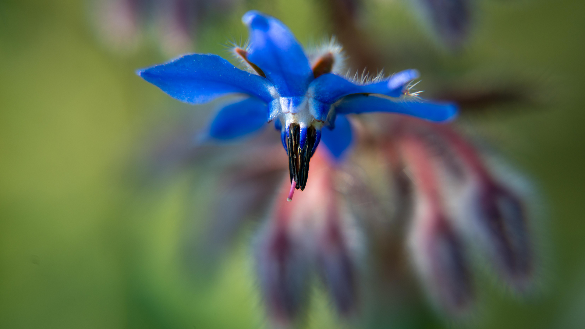 Borage