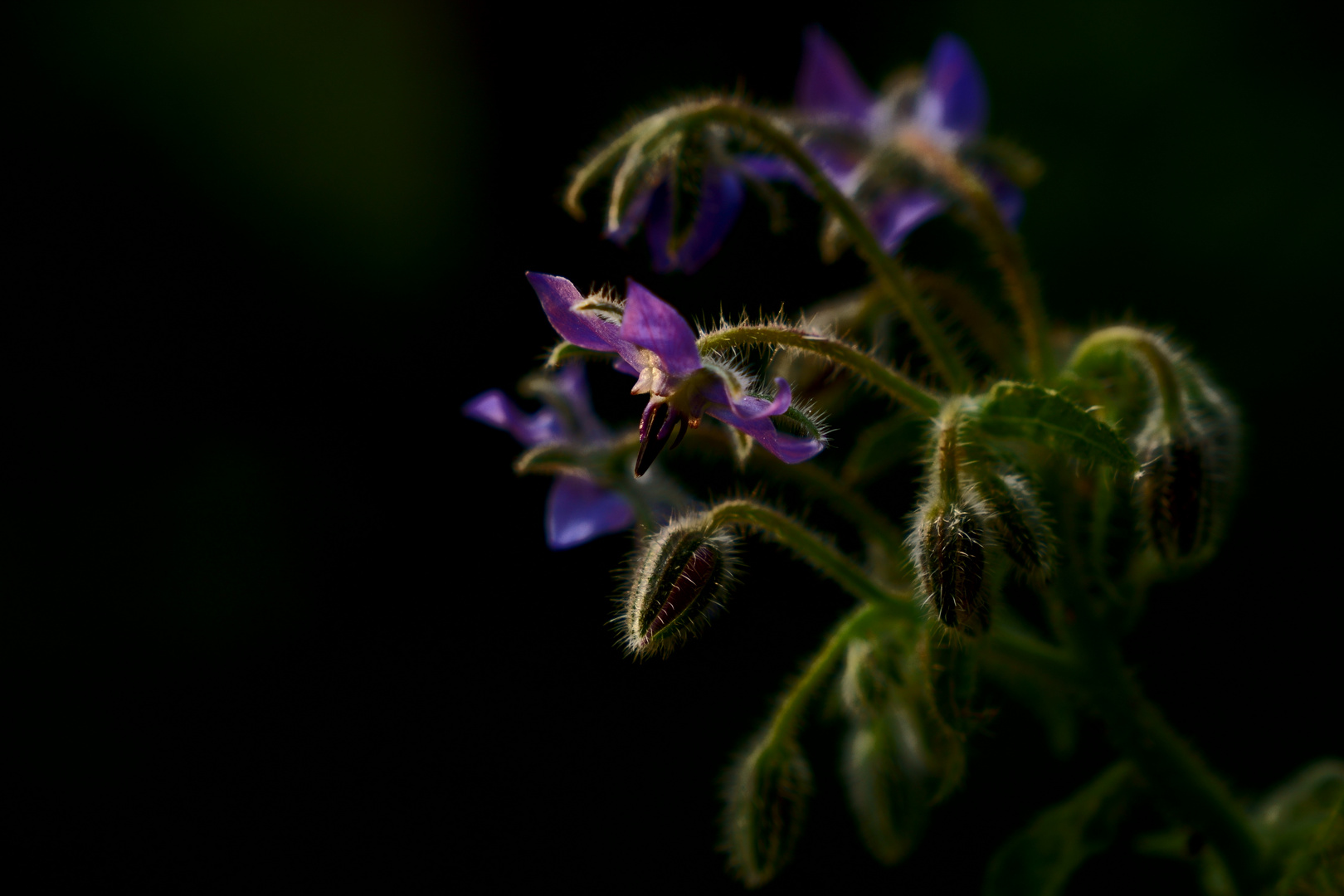 borage