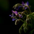 borage