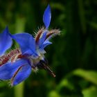 Borage