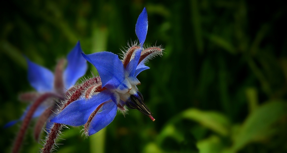 Borage