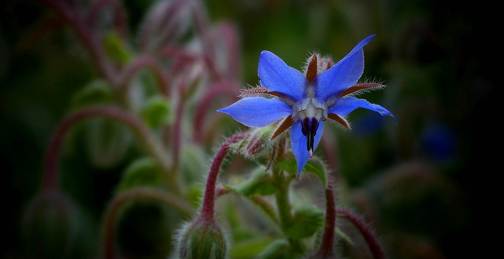 Borage