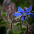 Borage