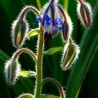 Borage