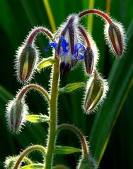 Borage