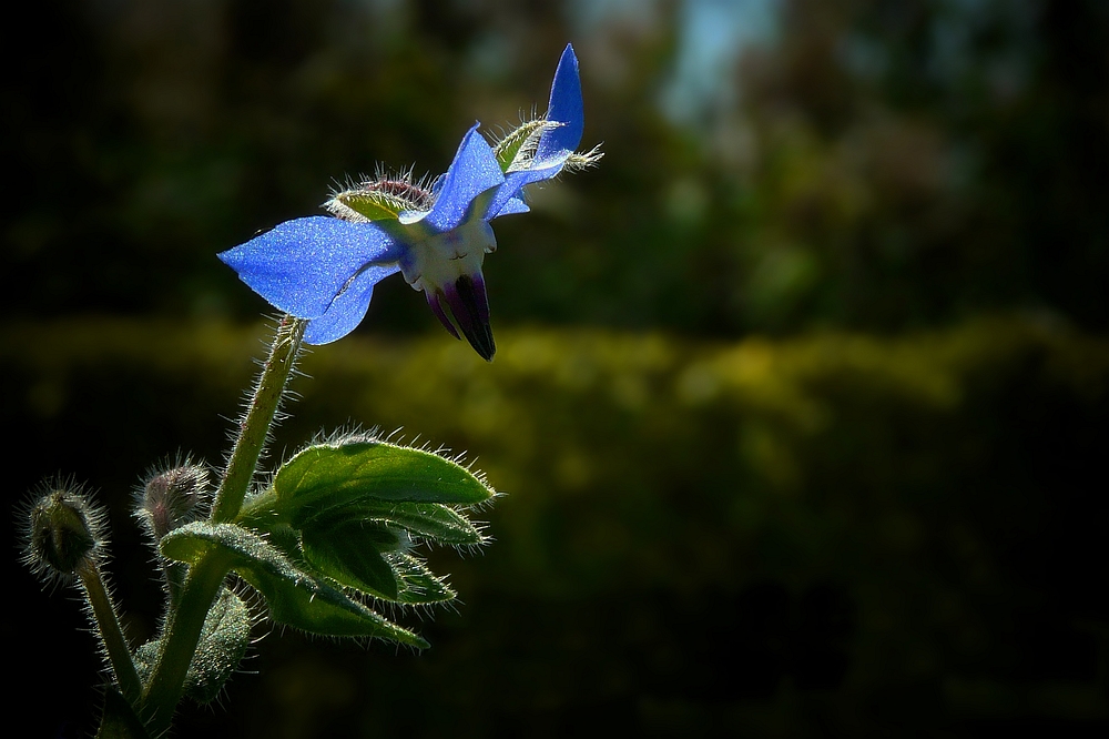 Borage