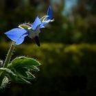 Borage