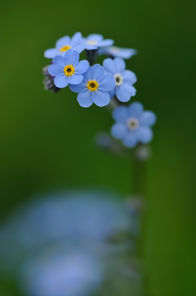 Boraginacea - Myosotis