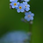 Boraginacea - Myosotis