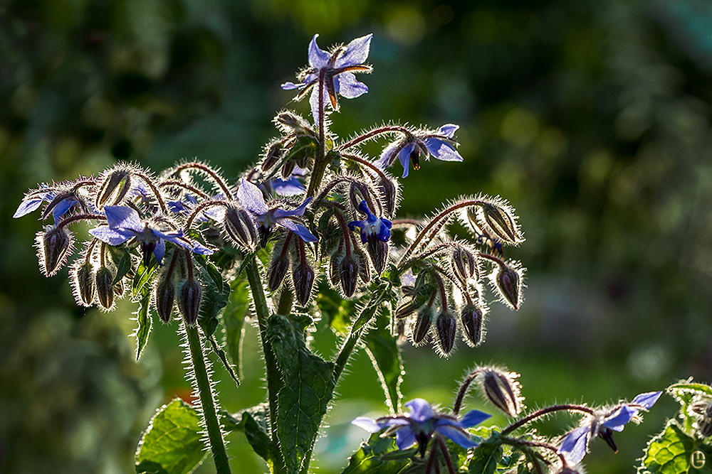 borago officinalis