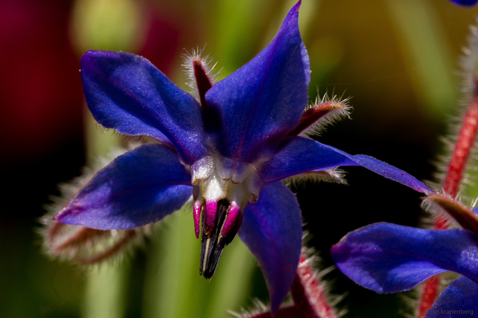 Borago Officinalis-9442