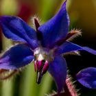 Borago Officinalis-9442