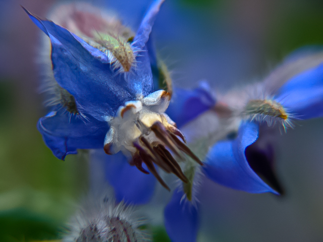 Borago officinalis -Borretsch