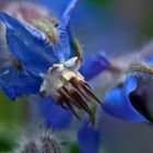 Borago officinalis -Borretsch