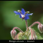 Borago officinalis-Borretsch