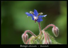Borago officinalis-Borretsch