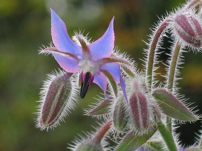 Borago officinalis L.,