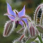 Borago officinalis L.,