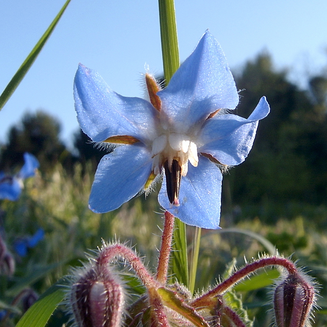 Borago officinalis (Sciacca)