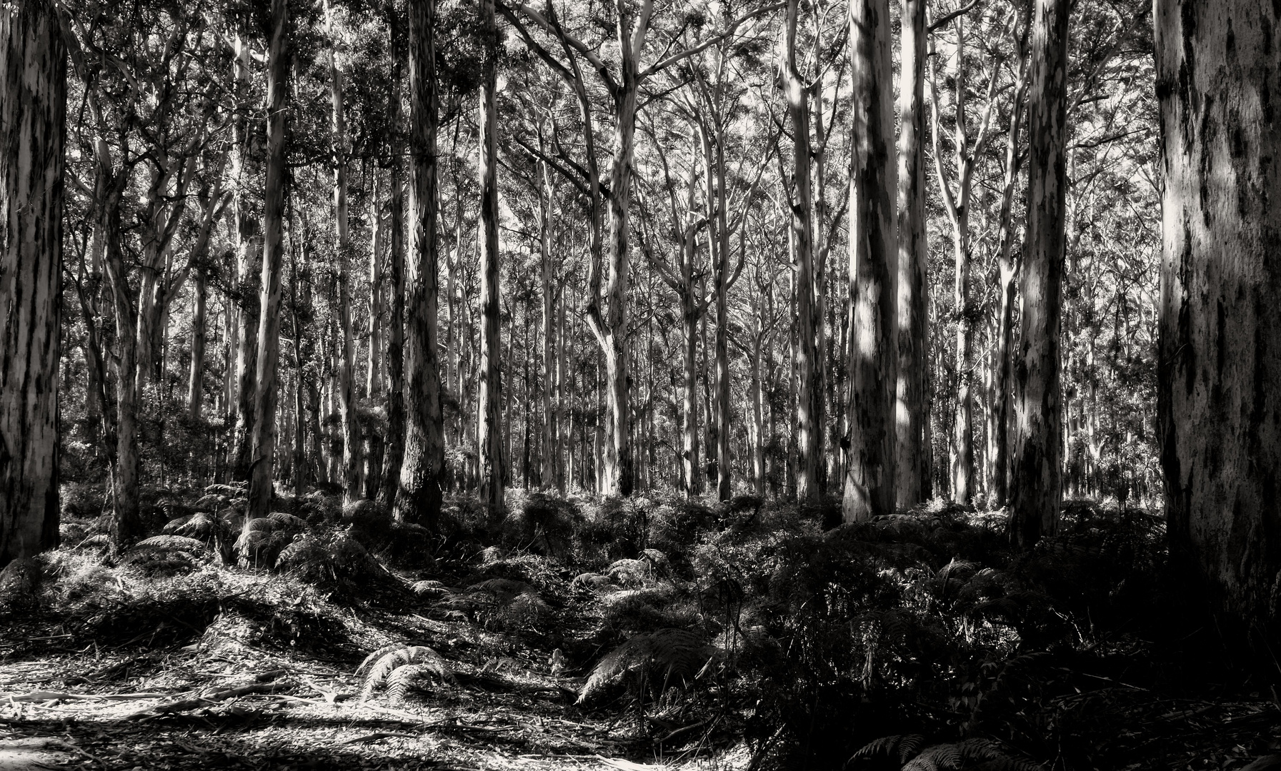 Boranup Forest