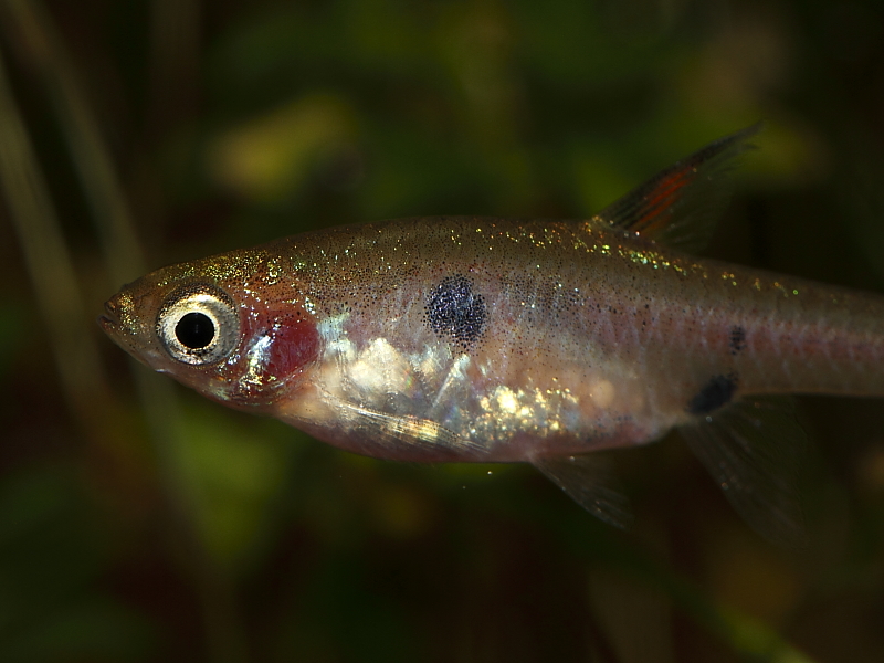 Boraras brigittae (Moskitobärbling)