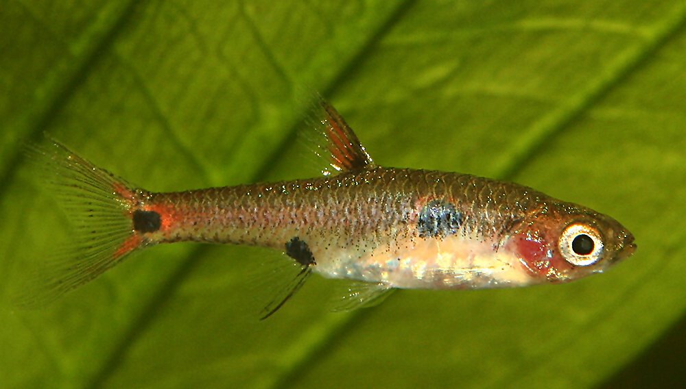 Boraras maculatus