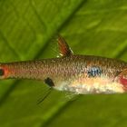 Boraras maculatus