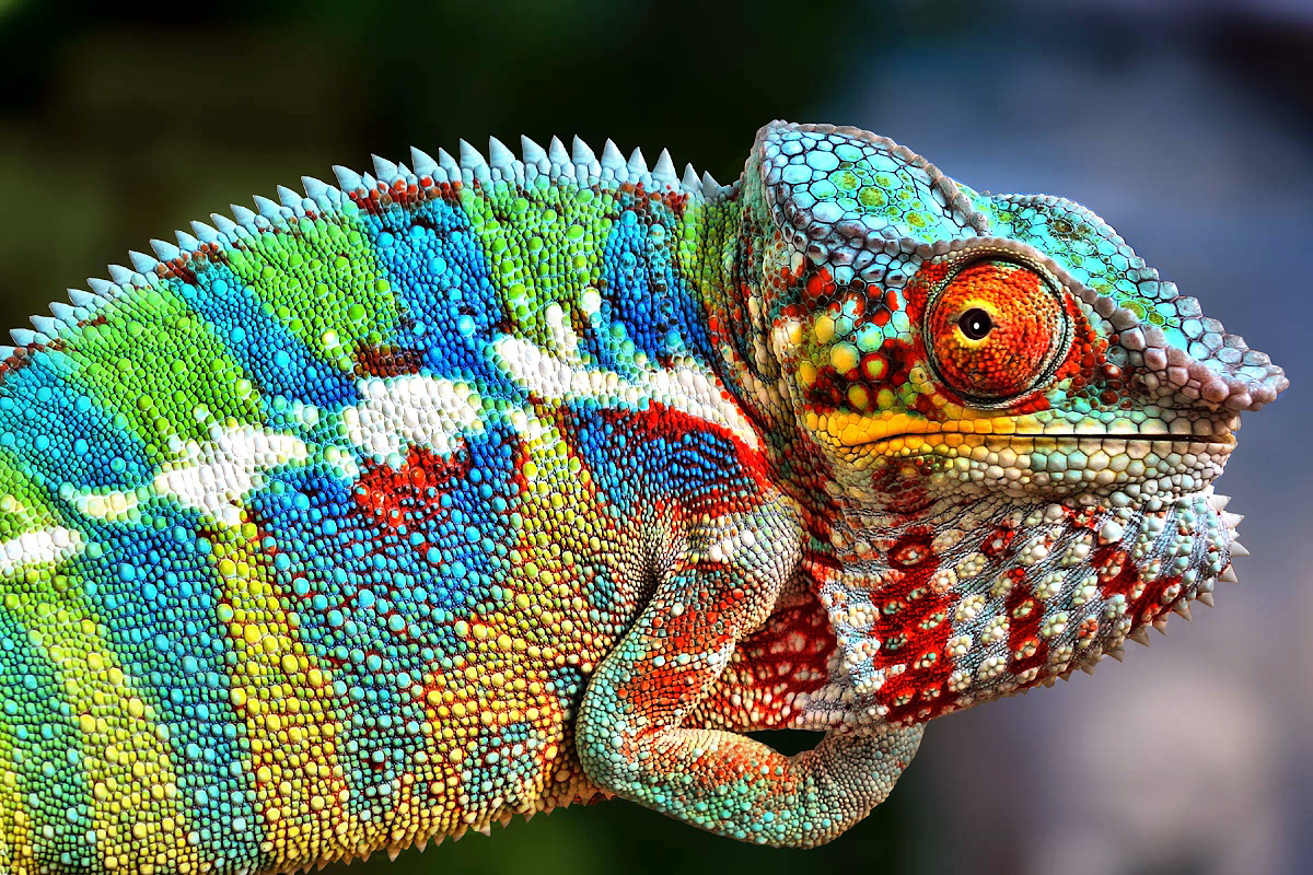 Borat (Furcifer Pardalis Ambanja)...