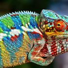 Borat (Furcifer Pardalis Ambanja)...