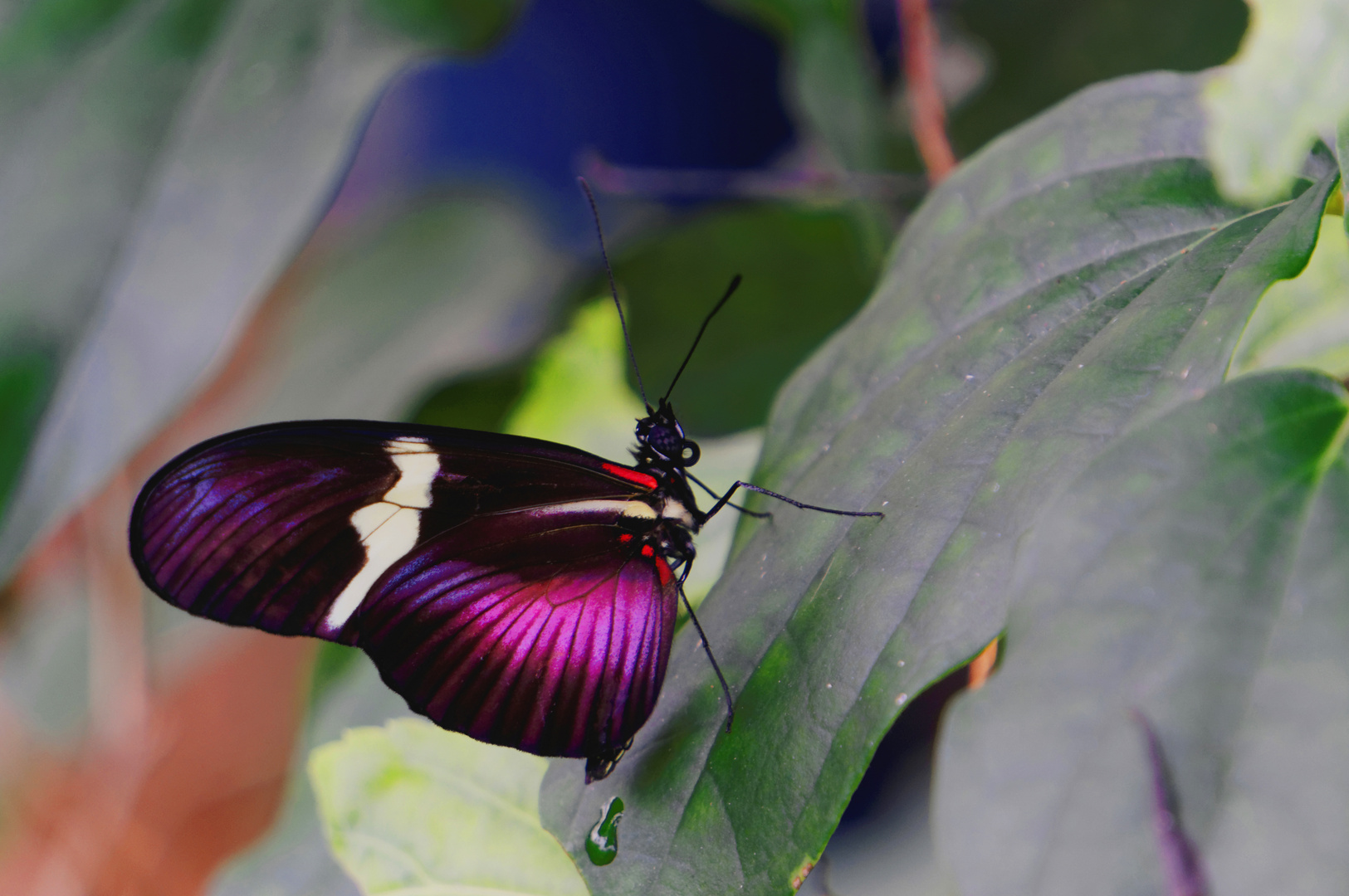 ..::Borboleta::..