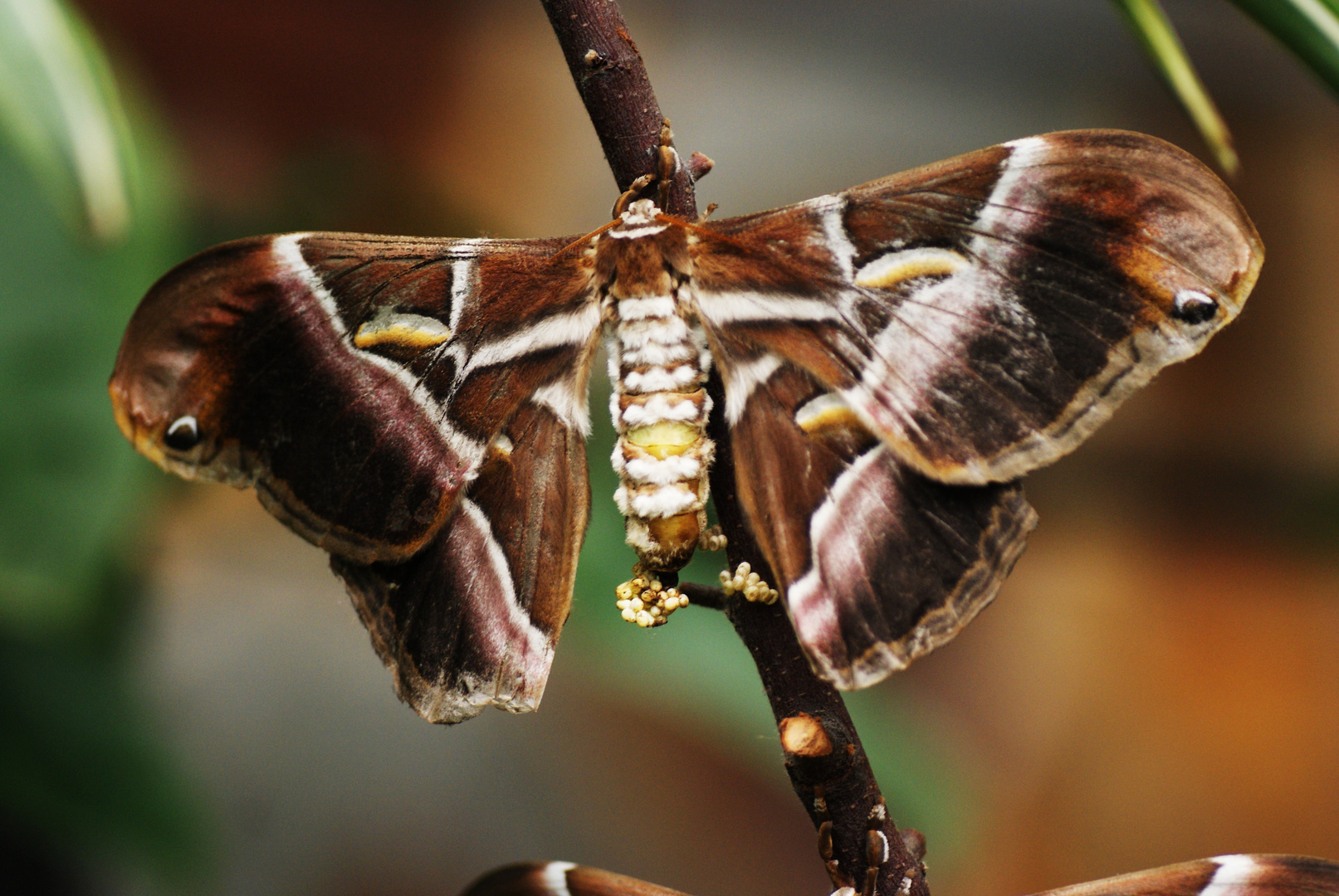 borboleta