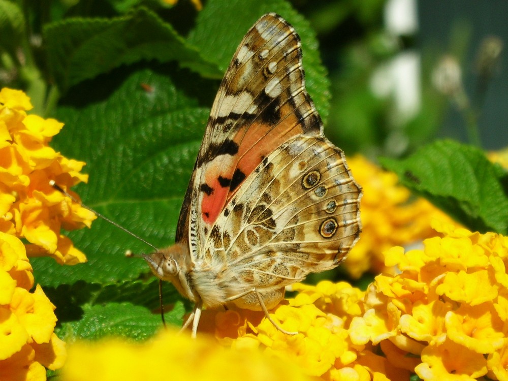 borboleta