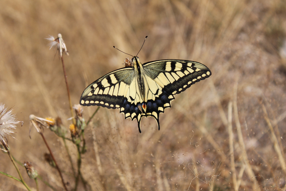 Borboleta