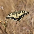 Borboleta