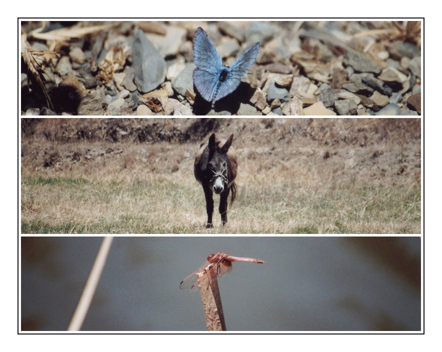 borboleta - burro - libélula