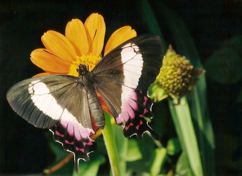 BORBOLETA