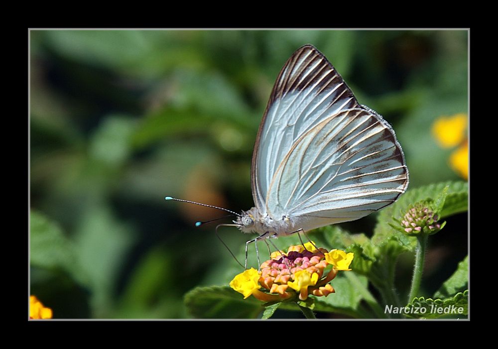 Borboleta.