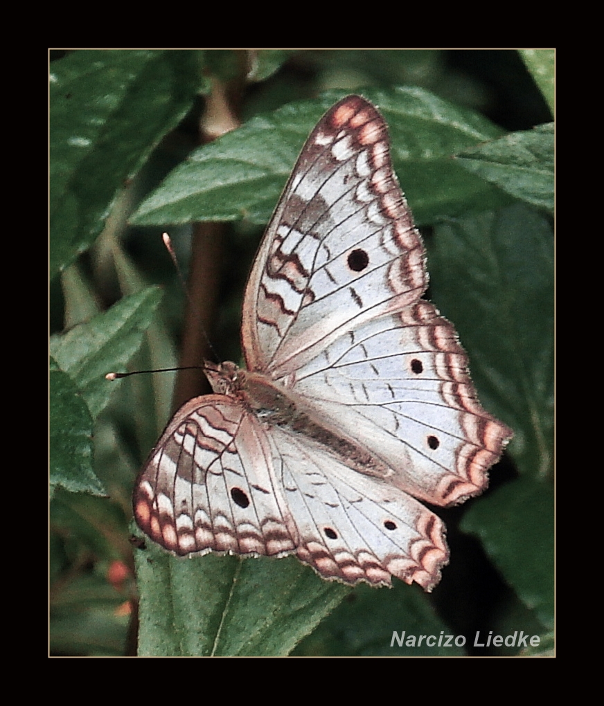 Borboleta