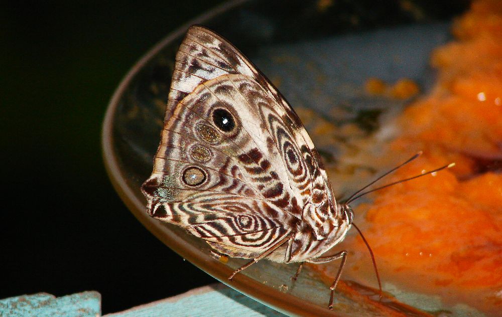 Borboleta.