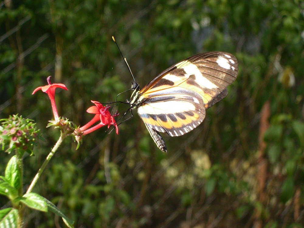 Borboleta flor